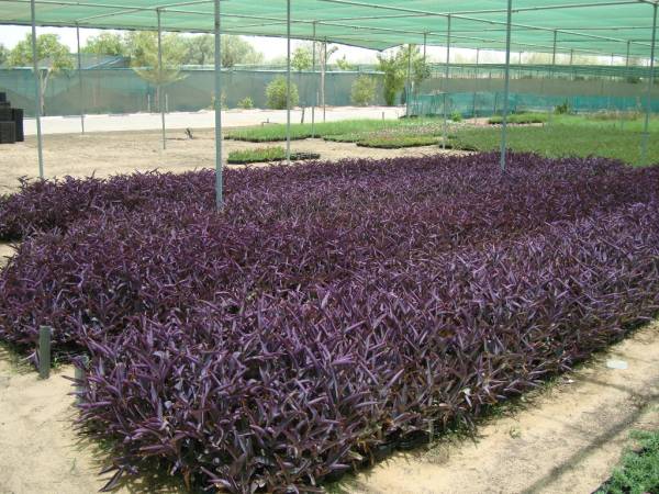 Setcreasea purpurea – Purple Heart - Image 8