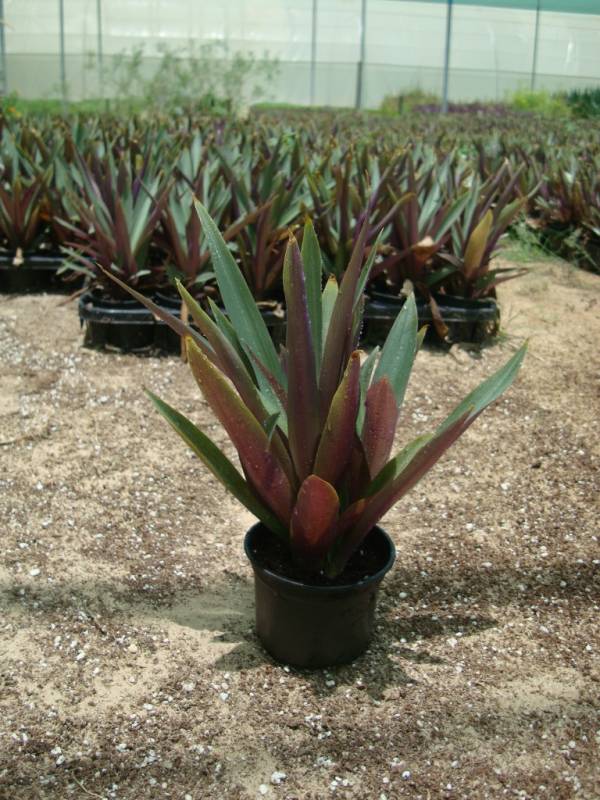 Rhoeo discolor – Moses-in-the-Cradle - Image 2