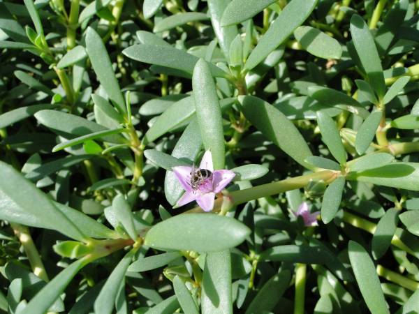 Sesuvium portulacastrum – Sea Purslane - Image 5
