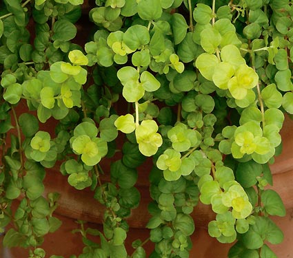Lysimachia nummularia 'Aurea' – Golden Creeping Jenny