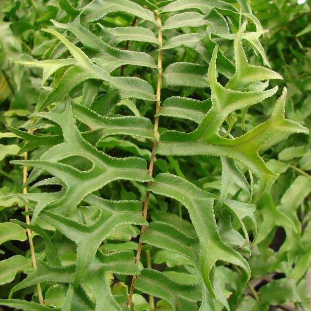 Nephrolepis falcata – Fishtail Fern
