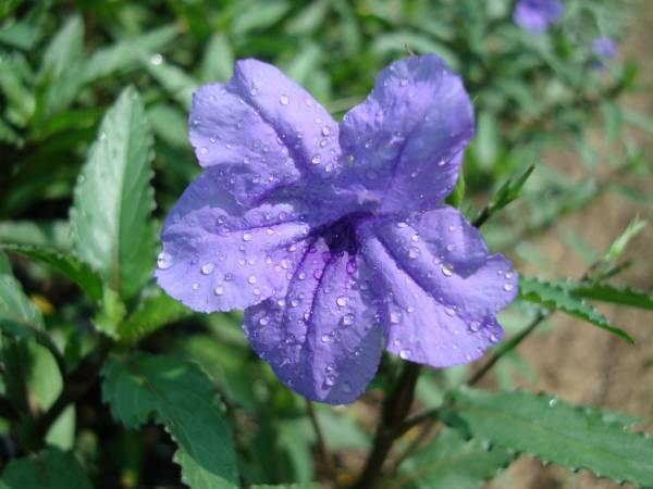 Ruellia ciliosa – Ciliate Wild Petunia