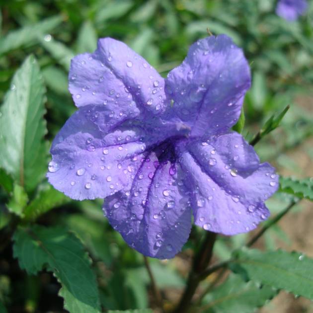 Ruellia ciliosa – Ciliate Wild Petunia