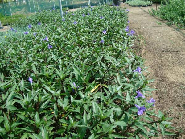 Ruellia ciliosa – Ciliate Wild Petunia - Image 6