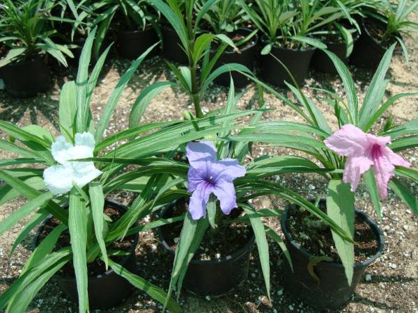 Ruellia 'Katie' – Katie's Dwarf Mexican Petunia - Image 4