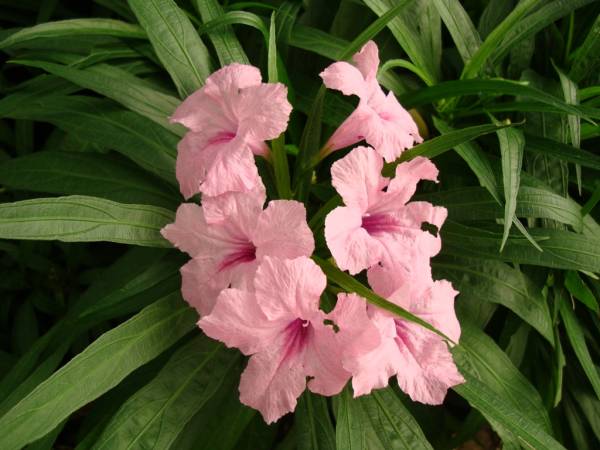 Ruellia 'Katie' – Katie's Dwarf Mexican Petunia - Image 8