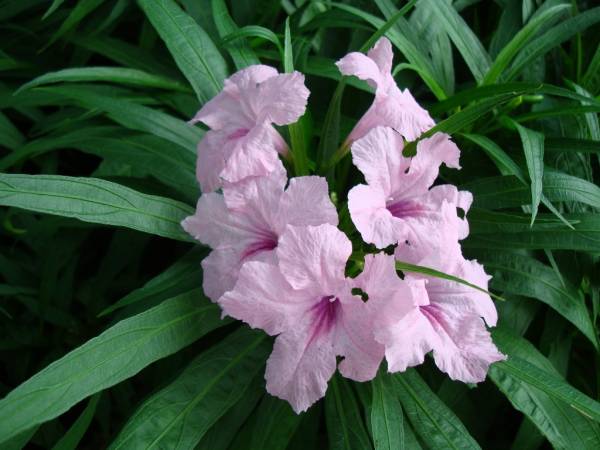 Ruellia 'Katie' – Katie's Dwarf Mexican Petunia - Image 9