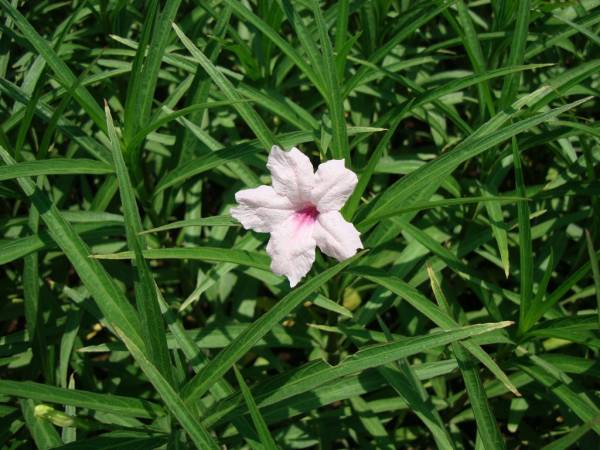 Ruellia 'Katie' – Katie's Dwarf Mexican Petunia - Image 5