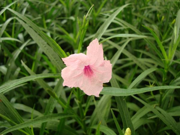 Ruellia 'Katie' – Katie's Dwarf Mexican Petunia