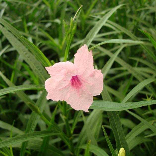 Ruellia 'Katie' – Katie's Dwarf Mexican Petunia