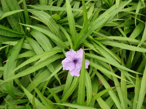 Ruellia 'Katie' – Katie's Dwarf Mexican Petunia - Image 6