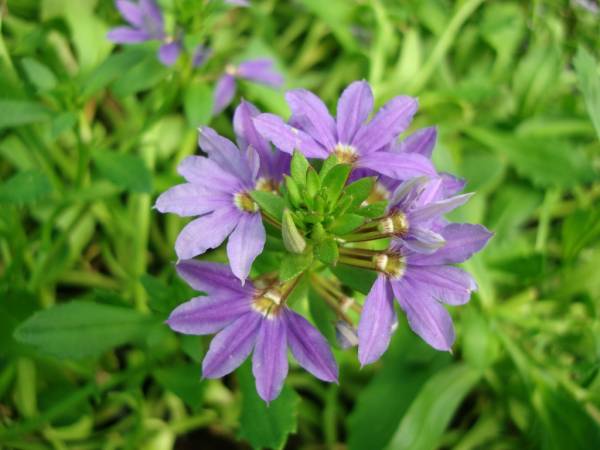 Scaevola aemula 'Blue Wonder' – Blue Fan Flower