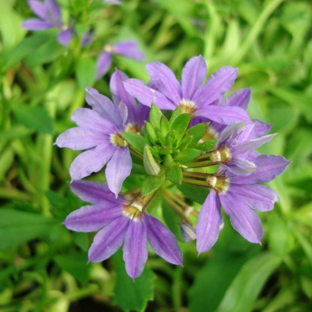 Scaevola aemula 'Blue Wonder' – Blue Fan Flower