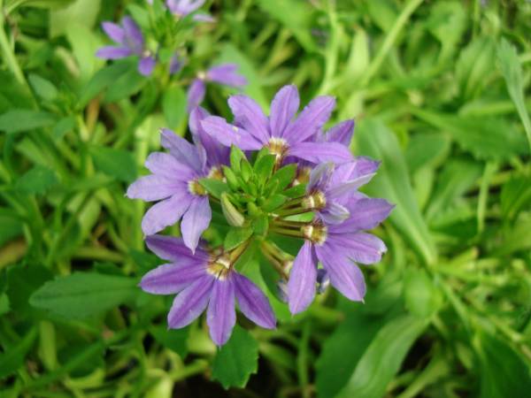 Scaevola aemula 'Blue Wonder' – Blue Fan Flower - Image 3