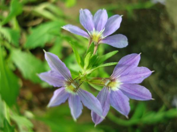 Scaevola aemula 'Blue Wonder' – Blue Fan Flower - Image 4
