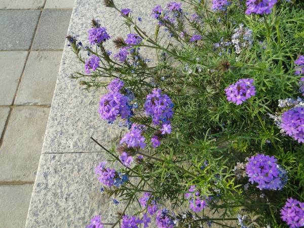 Verbena peruviana – Peruvian Mock Vervain - Image 2