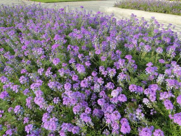 Verbena peruviana – Peruvian Mock Vervain - Image 5