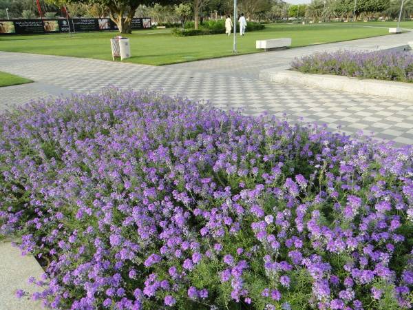 Verbena peruviana – Peruvian Mock Vervain - Image 6