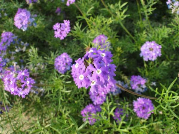 Verbena peruviana – Peruvian Mock Vervain