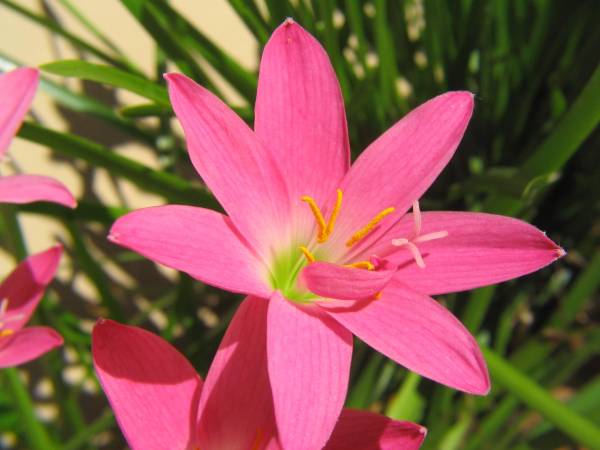 Zephyranthes grandiflora – Pink Rain Lily