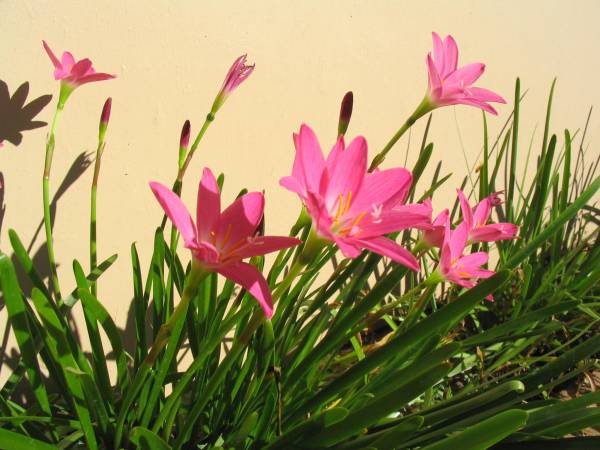 Zephyranthes grandiflora – Pink Rain Lily - Image 3